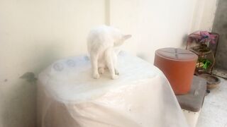 Cute tired homeless cat feeling freshness and happiness after deep sleep in my backyard...