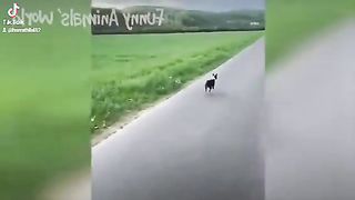 #Funniest_Dogs_And_Cats_Videos_Funny#