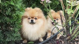 Cute mother dog and puppy are unhappy and tenced in the green field ...