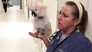 Funny animal 12