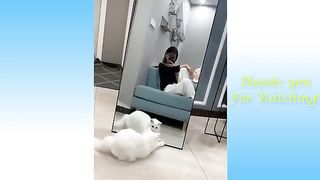 Funny and Cute Cat's Life
