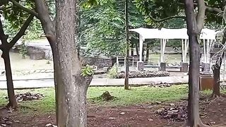 Taman
