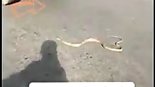 Funny video clip saanp walu 2023