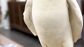 Samrt parrot????????????????