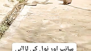 Funny video clip saanp and neeul wali 2023