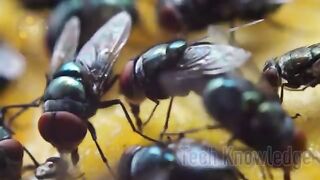 Get rid of flies & ants