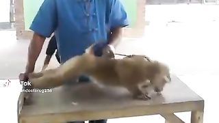 Monkey taking gym for fight