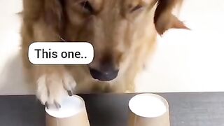 A man is  Playing game with a cute dog #foryou #viral #shorts #short