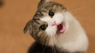 Cats And Dogs 2023 ???????? | Hilarious Pet Reaction Video 2