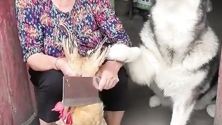 Le chien compréhensible