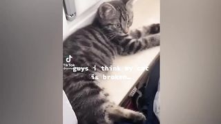 Funniest Animals 2023 ???? Funniest Cats and Dogs ???????? 11