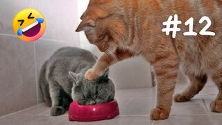 ????????‍⬛FUNNY CATS VIDEOS ????????Funniest Animals 2023 #12
