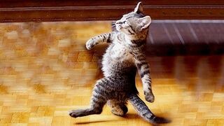 Cats & Dogs Take Over 2023: Furry Friends' Funniest Fails