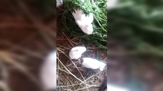 Cute little rabbits
