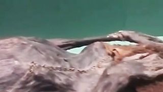 Firaon dead body #