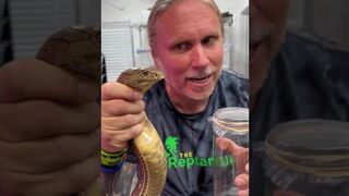 King Cobra Venom Milking! #shorts