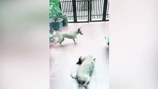 Funny Dogs Reaction Moments - Funniest Animals Video ???????? 2023 | Pets Island 2