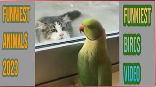 Funniest Pet Videos | Funniest Animals 2023 - Funniest Cats and Dogs