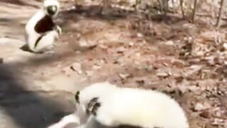 Can everybody just Please look it these hopping Lemurs