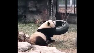 Panda Plays