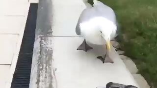 Catch Me