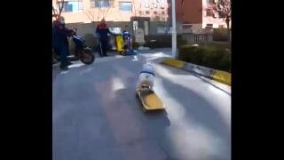 The Skateboarding Bulldog