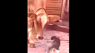 David Vs Goliath