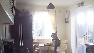 Забавные животные)))))))