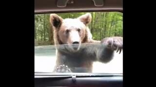 The Bear Liked the Car