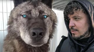 САМЫЙ ГИГАНТСКИЙ ВОЛК В МИРЕ! Невероятная история канадского волка