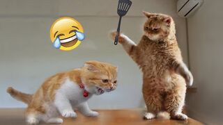Самые Смешные Видео с Животными ???? - Приколы с котами и собаками 2022 года
