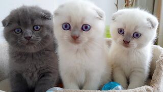 Маленькие КОТЯТА и Шотландские Вислоухие КОШКИ! Котята