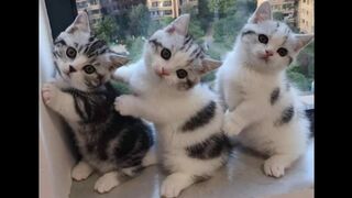 Веселые котята для хорошего настроения! ???? Подборка приколов с котами и котятами!