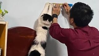 Какая польза от кота!???? Подборка смешных котов и котят для хорошего настроения! ????