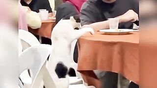 Забавные животные)))