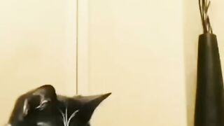 Котофей