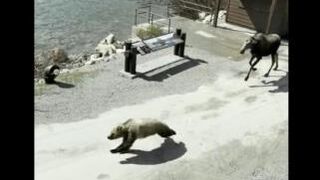 Elk Vs Bear