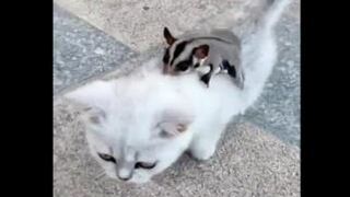 Rider for the Cat