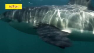 haifisch