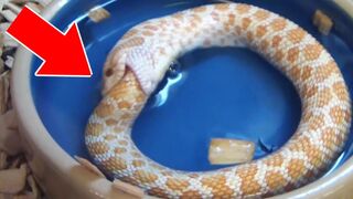 5 Животных, которые будто живут после смерти
