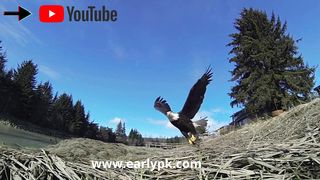 Eagle Mentality What makes Eagle King of Birds Best Powerful Motivational Video by Atif Khan