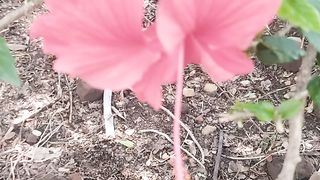Gudhal/ hibiscus| best medicine for weight loss |