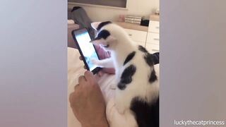 Time to laugh! Videos of funny cats and kittens for a good mood! ????