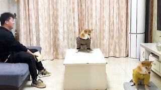 Funny dog 20
