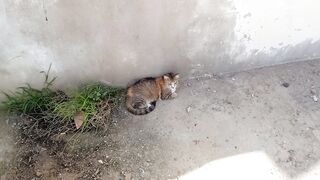 Cute funny stray cat