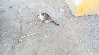 Funny cat video 12