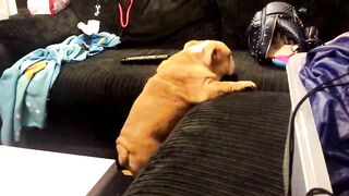 Bulldog Puppy knows how to get onto sofa