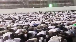 Raining During Isha Prayer in Haram Shareef KHANA KA'ABA