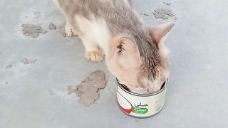 Cat eating cream asmr