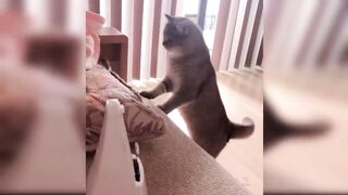 Baby Cats - Cute and Funny Cat Videos Compilation #38 | Aww Animals